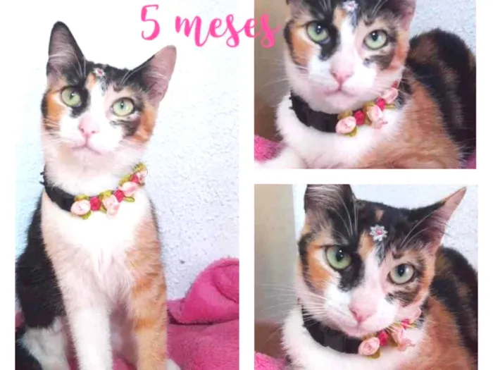 Gato raça Srd idade 2 a 6 meses nome Mel 