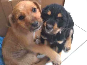 Cachorro raça Vira lata idade Abaixo de 2 meses nome Marley