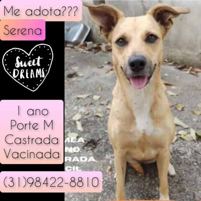 Cachorro raça SRD idade 1 ano nome Serena 