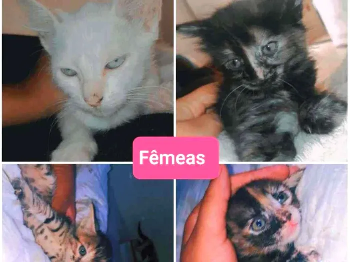 Gato ra a  idade 2 a 6 meses nome Filhotes 2 meses