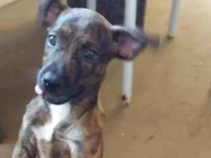 Cachorro raça Srd idade 2 a 6 meses nome Duque