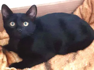 Gato raça Srd idade 2 a 6 meses nome Jordan