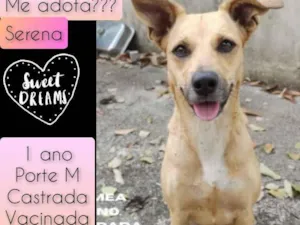 Cachorro raça SRD idade 1 ano nome Serena 