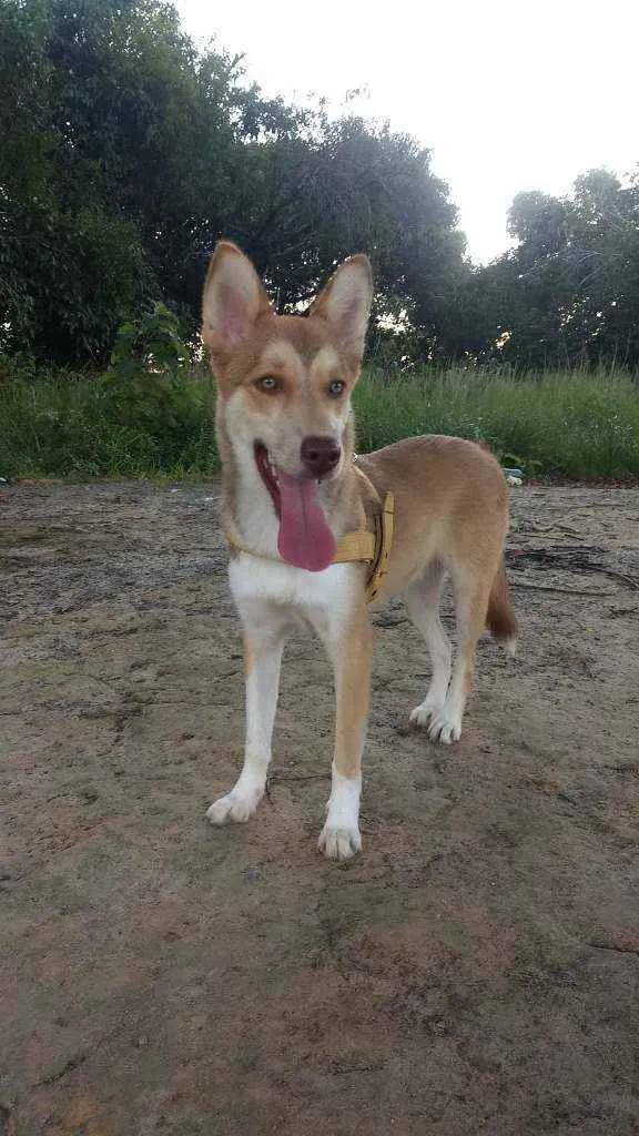 Cachorro ra a Husky mestiço (só o pai husky) idade 1 ano nome Messi 