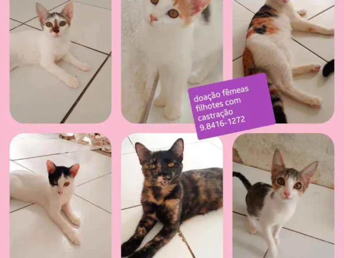 Gato ra a  idade  nome vários 