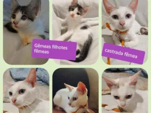 Gato raça  idade  nome vários 