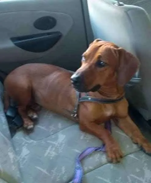 Cachorro ra a SRD idade 2 anos nome Bartholomeu