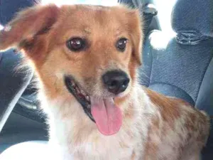 Cachorro raça  idade 3 anos nome Ritinha