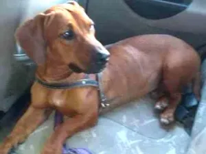 Cachorro raça SRD idade 2 anos nome Bartholomeu