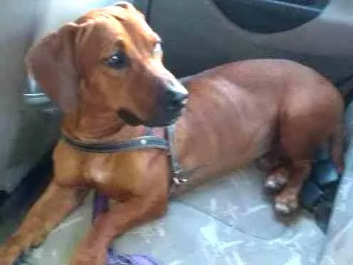 Cachorro ra a SRD idade 2 anos nome Bartholomeu
