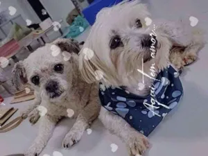 Cachorro raça  idade 5 anos nome Alfredo e Pedrita 