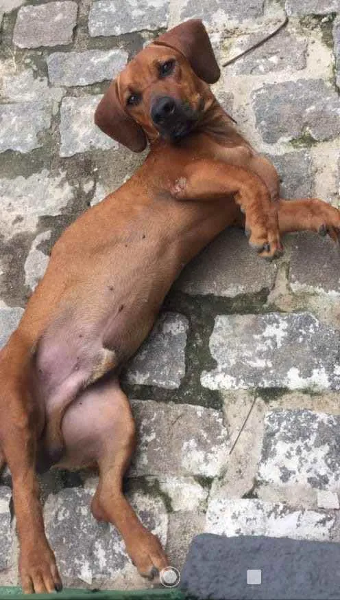 Cachorro ra a SRD idade 2 anos nome Bartholomeu