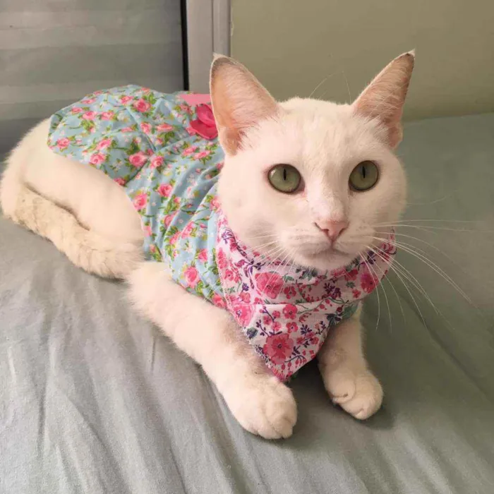 Gato raça SRD idade 1 ano nome Nina 