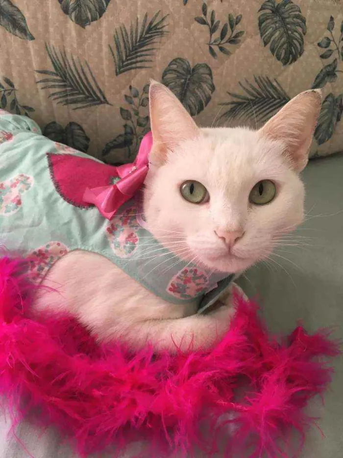 Gato raça SRD idade 1 ano nome Nina 