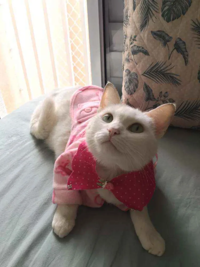 Gato raça SRD idade 1 ano nome Nina 