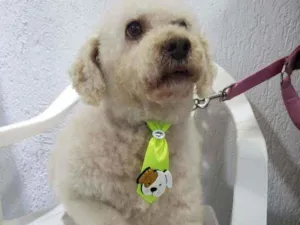 Cachorro raça  idade 6 ou mais anos nome Bartolomeu 