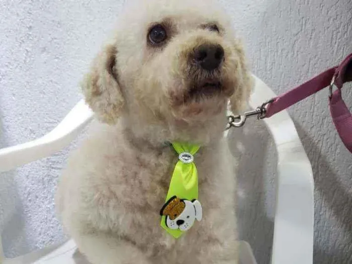 Cachorro raça  idade 6 ou mais anos nome Bartolomeu 