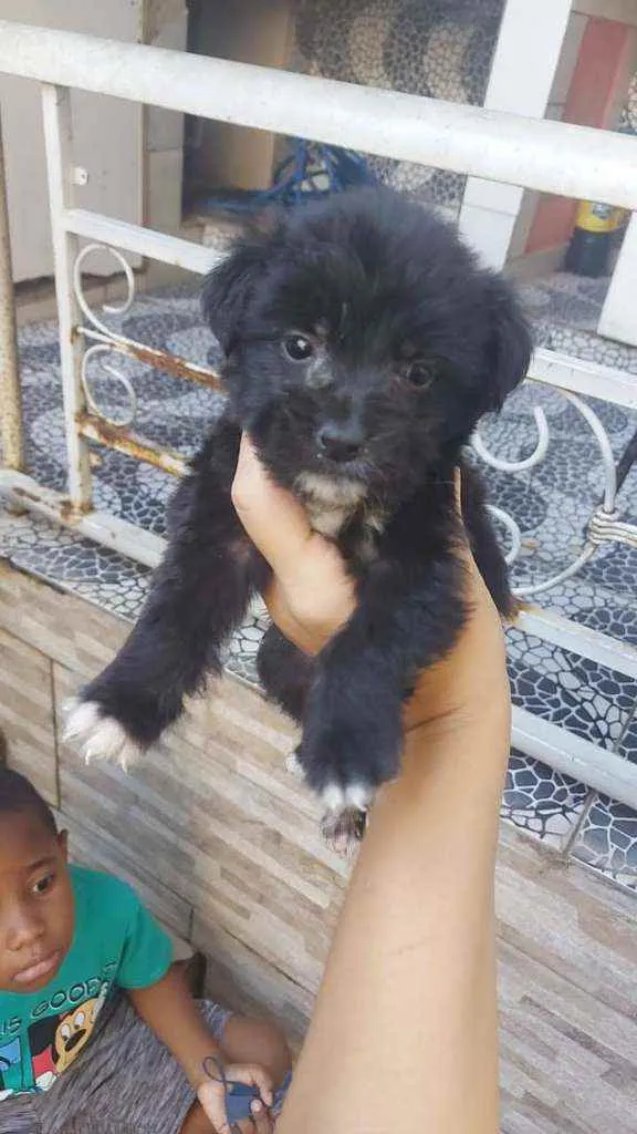 Cachorro ra a SRD idade 2 a 6 meses nome Lili