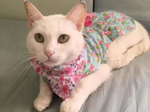 Gato raça SRD idade 1 ano nome Nina 