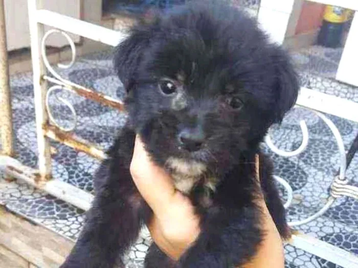 Cachorro ra a SRD idade 2 a 6 meses nome Lili