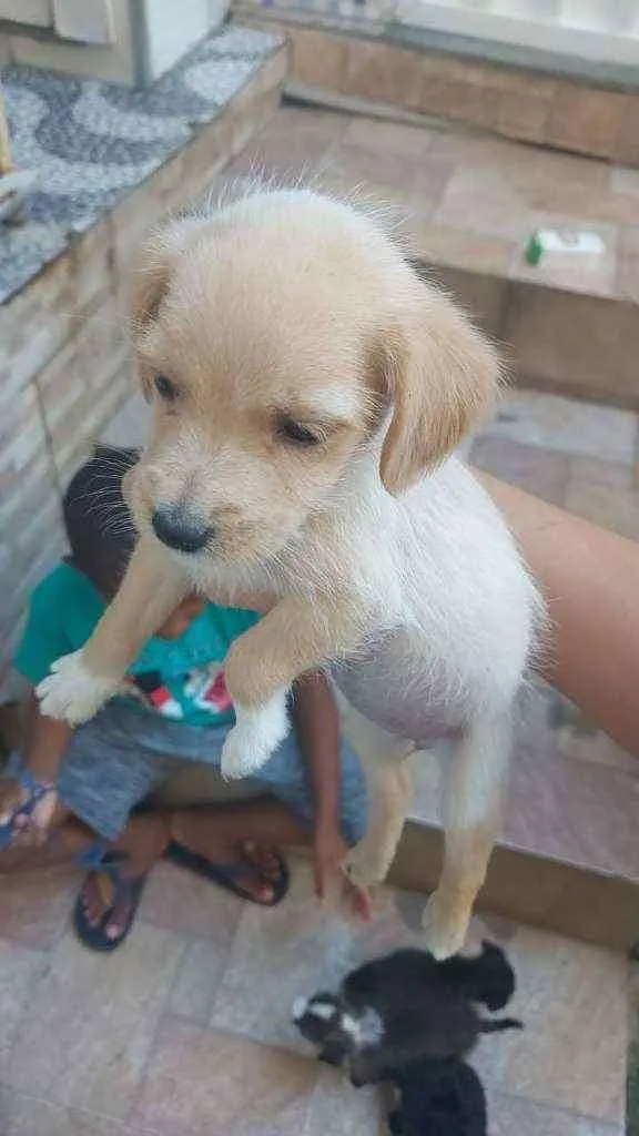 Cachorro ra a SRD idade 2 a 6 meses nome Ella