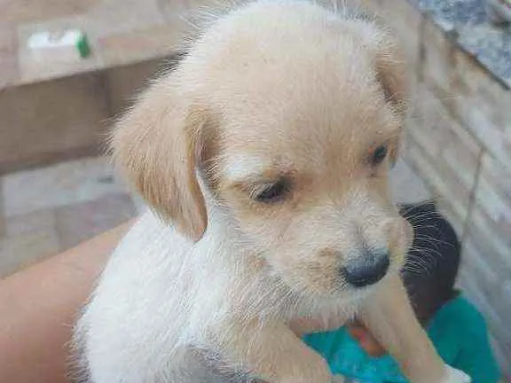 Cachorro ra a SRD idade 2 a 6 meses nome Ella