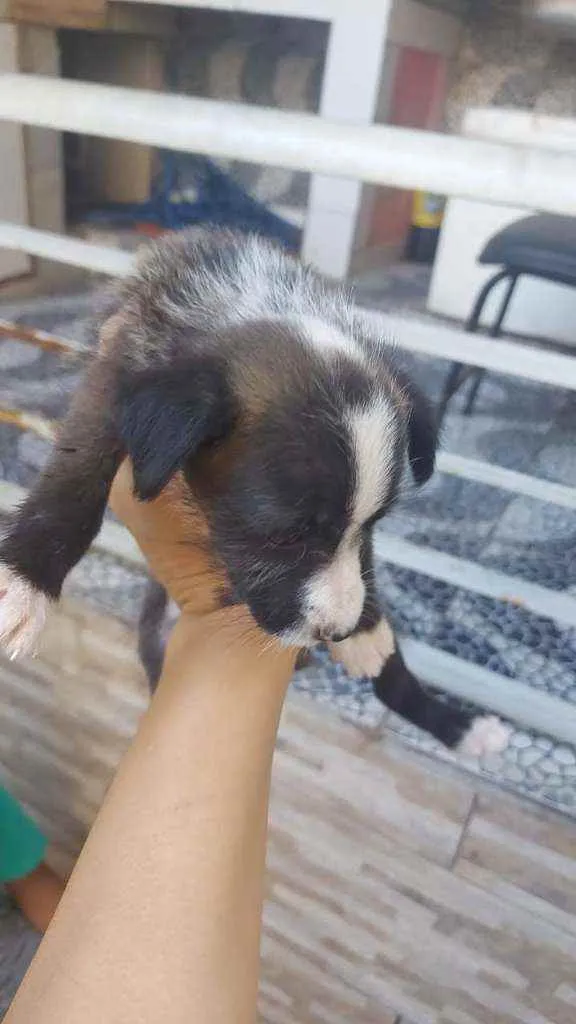 Cachorro ra a SRD idade 2 a 6 meses nome Leiloca