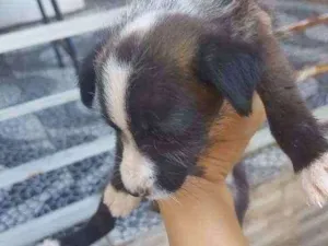 Cachorro raça SRD idade 2 a 6 meses nome Leiloca