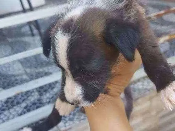 Cachorro ra a SRD idade 2 a 6 meses nome Leiloca