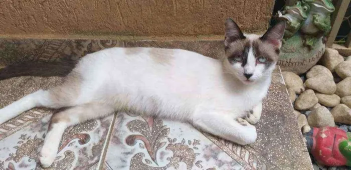 Gato ra a Mestiça idade 7 a 11 meses nome Clara