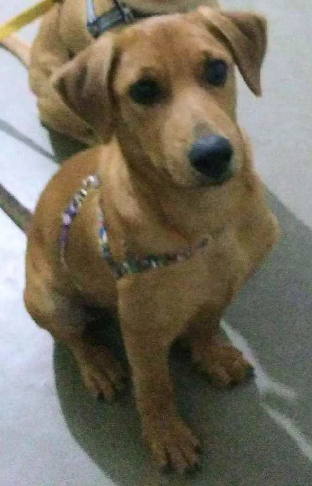 Cachorro ra a Sem raça definida idade 2 a 6 meses nome Dino