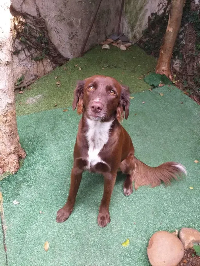 Cachorro ra a SRD-ViraLata idade 2 anos nome Frida