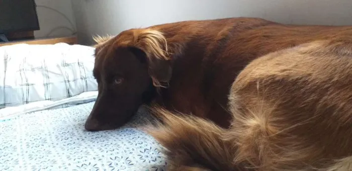 Cachorro ra a SRD-ViraLata idade 2 anos nome Frida