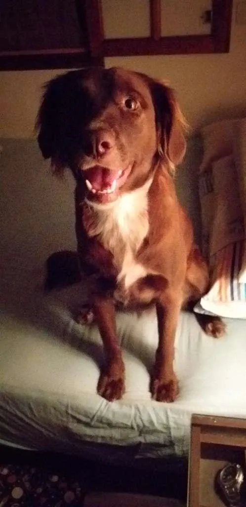 Cachorro ra a SRD-ViraLata idade 2 anos nome Frida