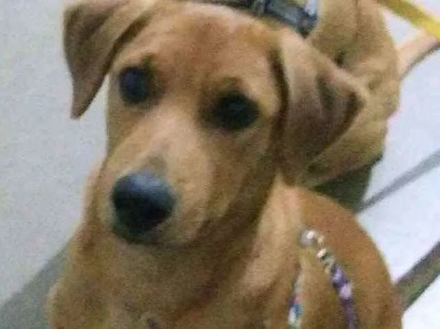 Cachorro ra a Sem raça definida idade 2 a 6 meses nome Dino