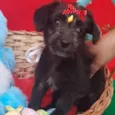 Rubi 