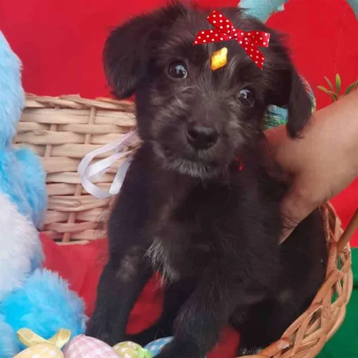 Cachorro ra a Mestiça  idade 2 a 6 meses nome Rubi 