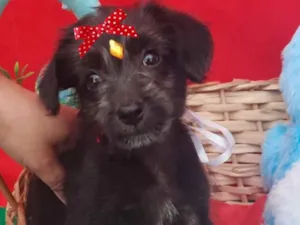 Cachorro raça Mestiça  idade 2 a 6 meses nome Rubi 