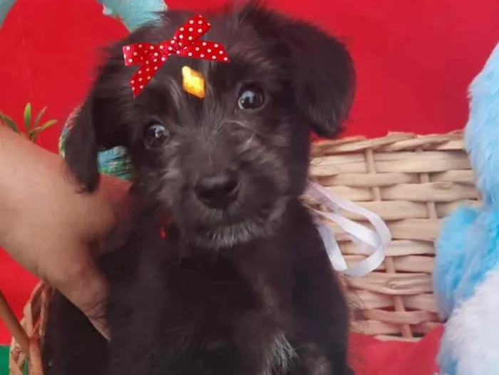 Cachorro ra a Mestiça  idade 2 a 6 meses nome Rubi 
