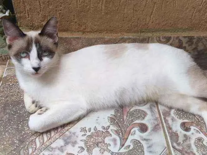 Gato ra a Mestiça idade 7 a 11 meses nome Clara