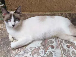 Gato raça Mestiça idade 7 a 11 meses nome Clara