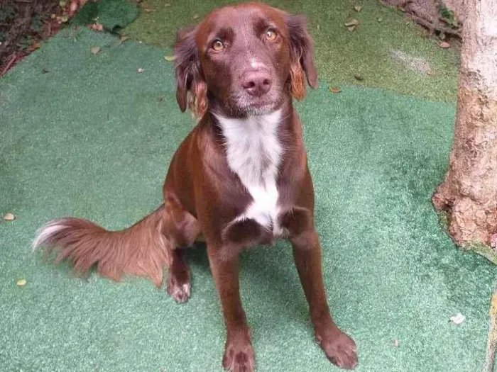 Cachorro ra a SRD-ViraLata idade 2 anos nome Frida