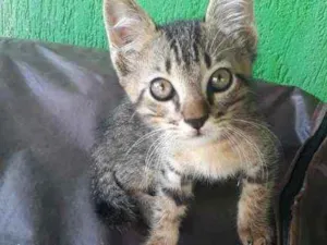 Gato raça  idade 2 a 6 meses nome Não possui