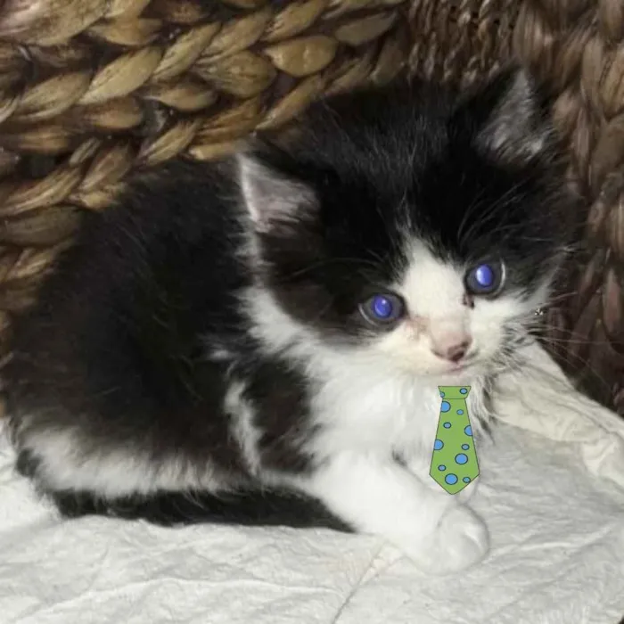 Gato ra a Mestiço  idade 2 a 6 meses nome Dudu 