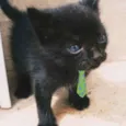 Kiko 