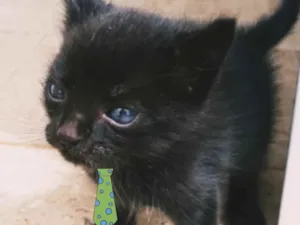 Gato raça Mestiço  idade 2 a 6 meses nome Kiko 