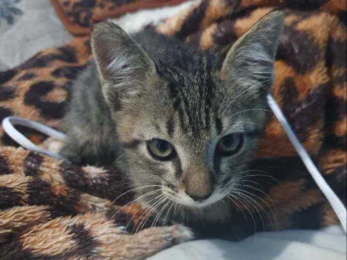 Gato raça  idade 2 a 6 meses nome Não possui