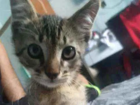 Gato raça  idade 2 a 6 meses nome Não possui