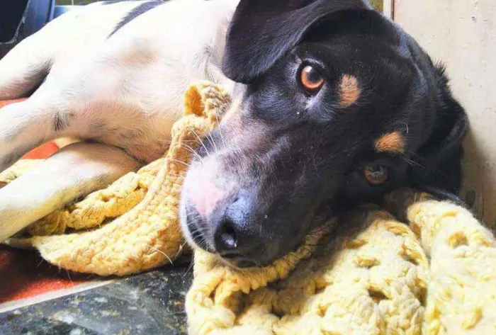 Cachorro ra a Vira lata idade 1 ano nome Preguiça
