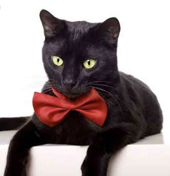 Gato ra a SRD  idade 2 a 6 meses nome Cacau 